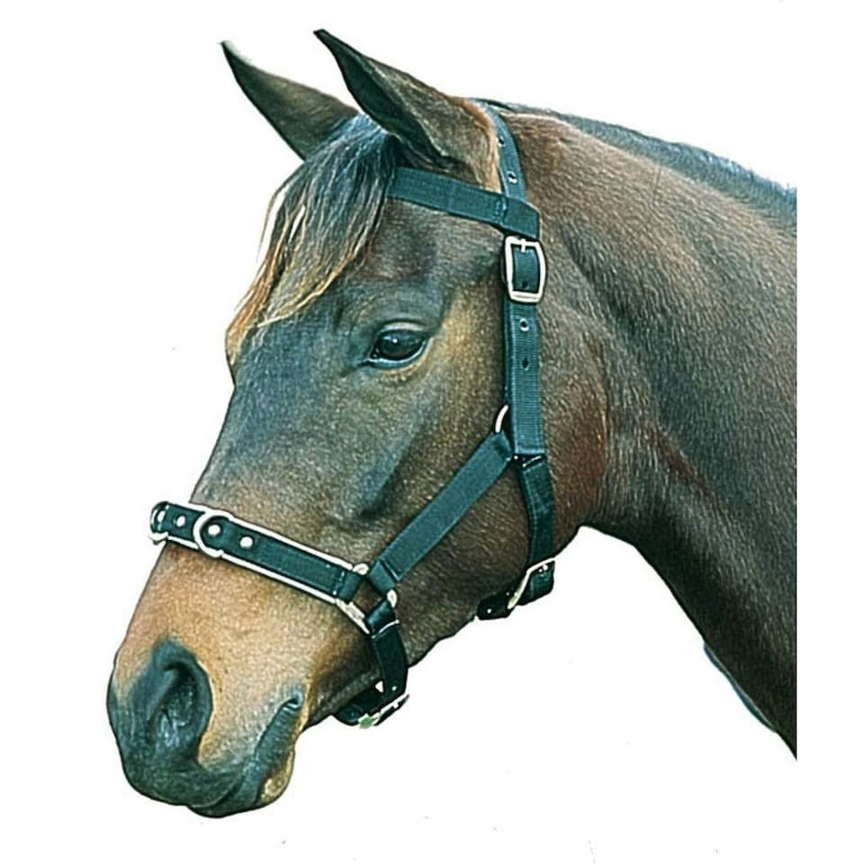 Kincade Nylon Padded Lunge Cavesson - Black - Full