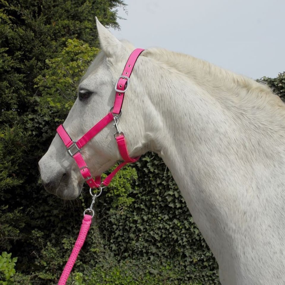 image 1 of Rhinegold Carnival Headcollar & Rope Purple | Colour: Purple Check
Size: Pony