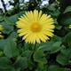image 3 of Carbeth Plants Doronicum Orientale Leonardo in 9cm Pot Hardy Perennial with Bright Yellow Flowers