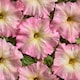 image 1 of Alenka F1 Peach Pink Petunia - Unique Summer Blooms Compact Bush Long Flowering Easy Grow - 1x Seed Packet