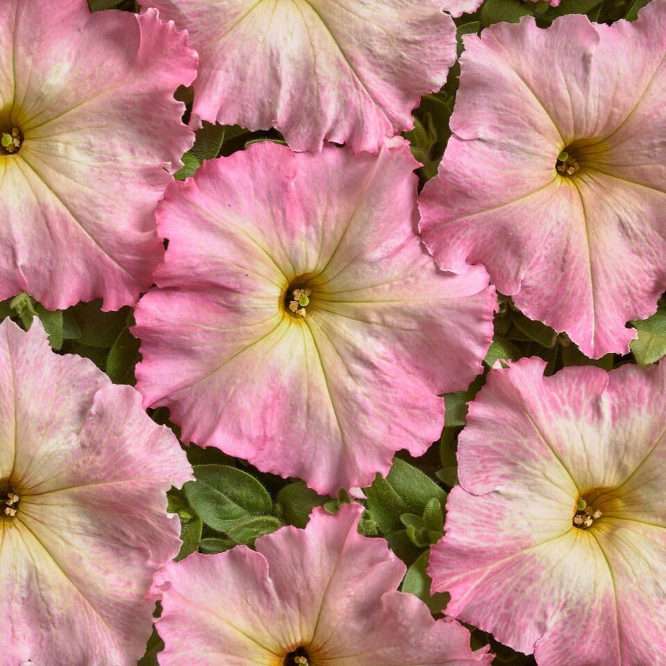 image 1 of Alenka F1 Peach Pink Petunia - Unique Summer Blooms Compact Bush Long Flowering Easy Grow - 1x Seed Packet