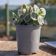image 9 of Marshalls Garden Sedum 'Seduction La Vie en Rose' - Pink Variegated Compact Succulent | Green | Cream-edged green leaves, Soft pink flowerheads | 3 x 9cm Plants