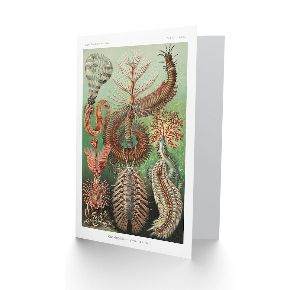 image 1 of Ernst Haeckel Art Card Chaetopoda Annelid Marine Worms