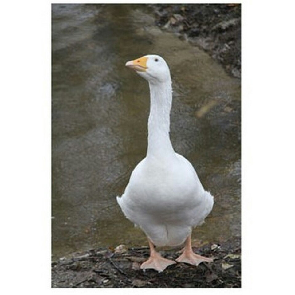 Kevin Milner Goose Countryside Greetings Card - White/Brown - One Size