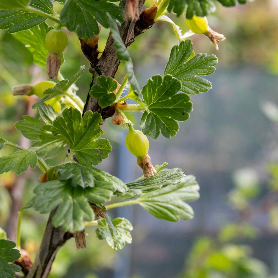 image 1 of Marshalls Garden Gooseberry Standard 'Hinnonmaki Red' 5L Plant | Green | Green, Orange