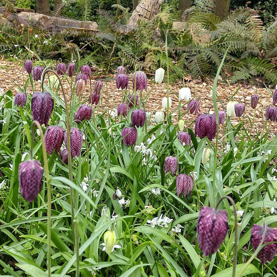 image 1 of Marshalls Garden Snake's Head Fritillary Bulbs (20 Pack)
