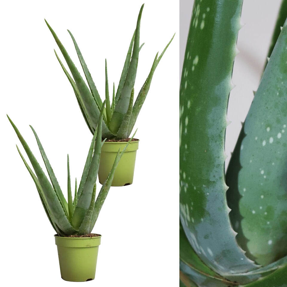 image 1 of Carbeth Plants 2 x Aloe Vera Plants - Easy Care Houseplant for Beginners