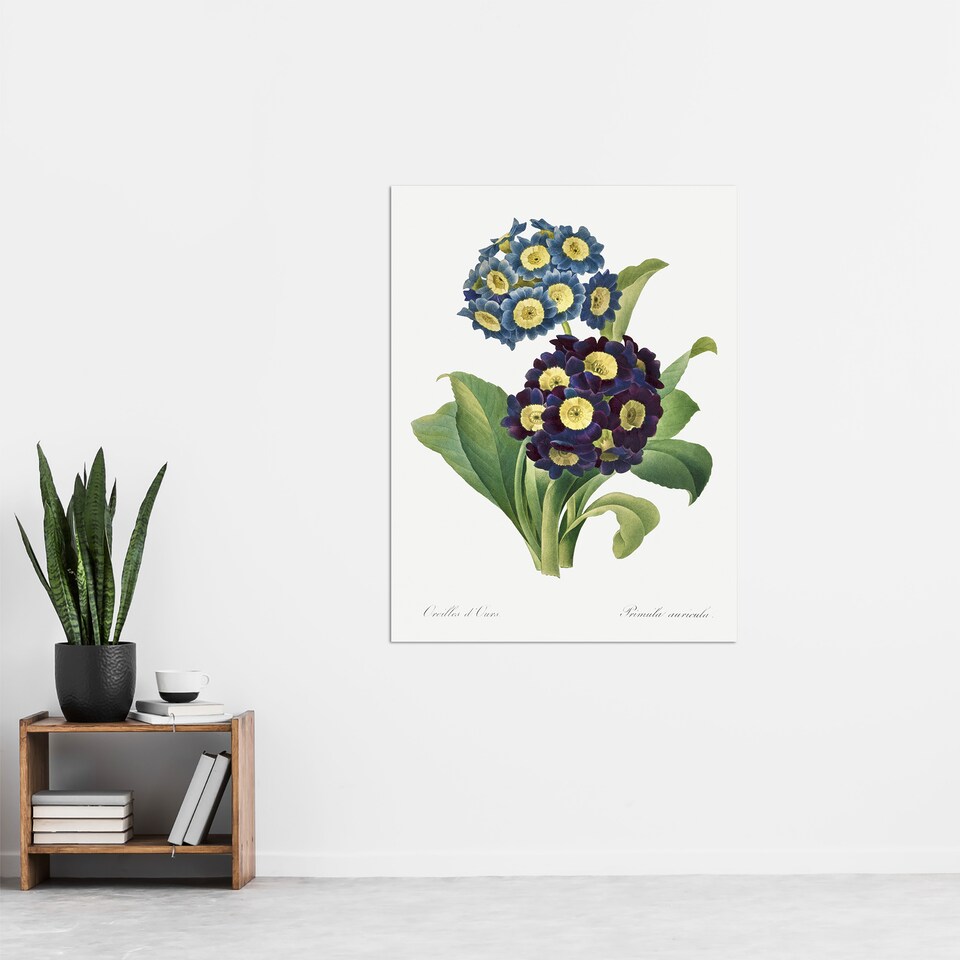 image 1 of Floral Primula Auricula Redoute Vintage Huge Wall Art Poster Print 24X32"