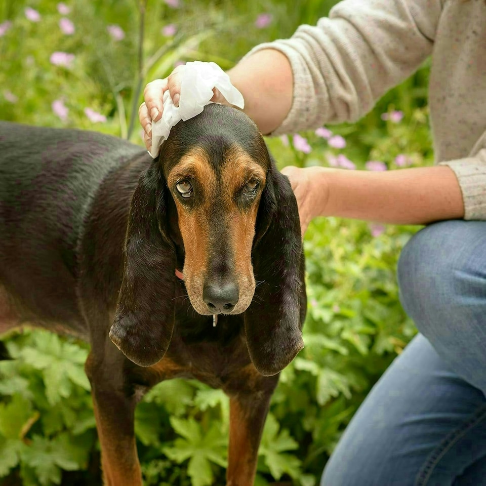 image 1 of Aqueos Dog Wipes Antibacterial 200 Wipes