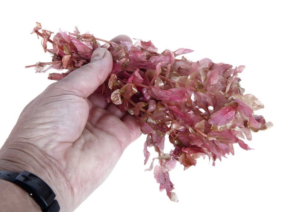 image 1 of Giant Red Rotala (Rotala macrandra) - Live Aquarium Plant for Midground Planting, No CO2 Needed - Fish Tank Plant