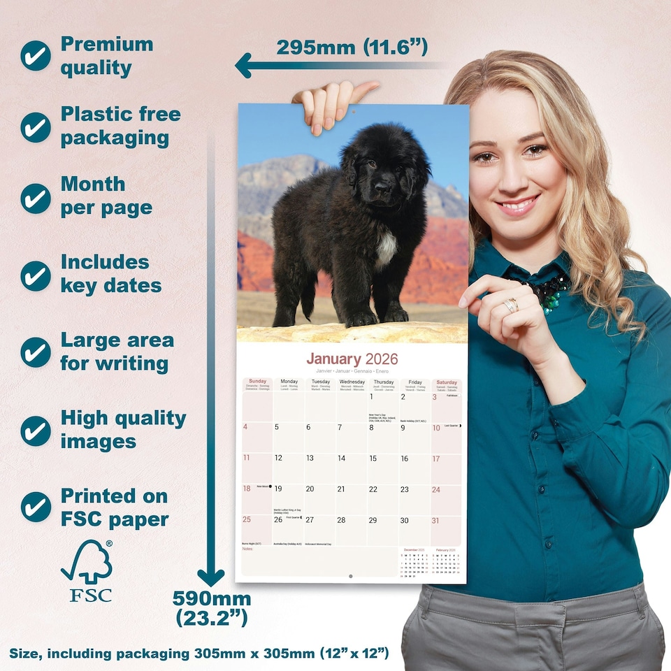 image 1 of Newfoundland 2026 Calendar | Square Wall Calendar | Dog Breed Gift | Plastic Free Packaging | by Avonside Publishing