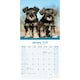 image 3 of Schnauzer 2026 Calendar | Square Wall Calendar | Dog Breed Gift | Plastic Free Packaging | by Avonside Publishing