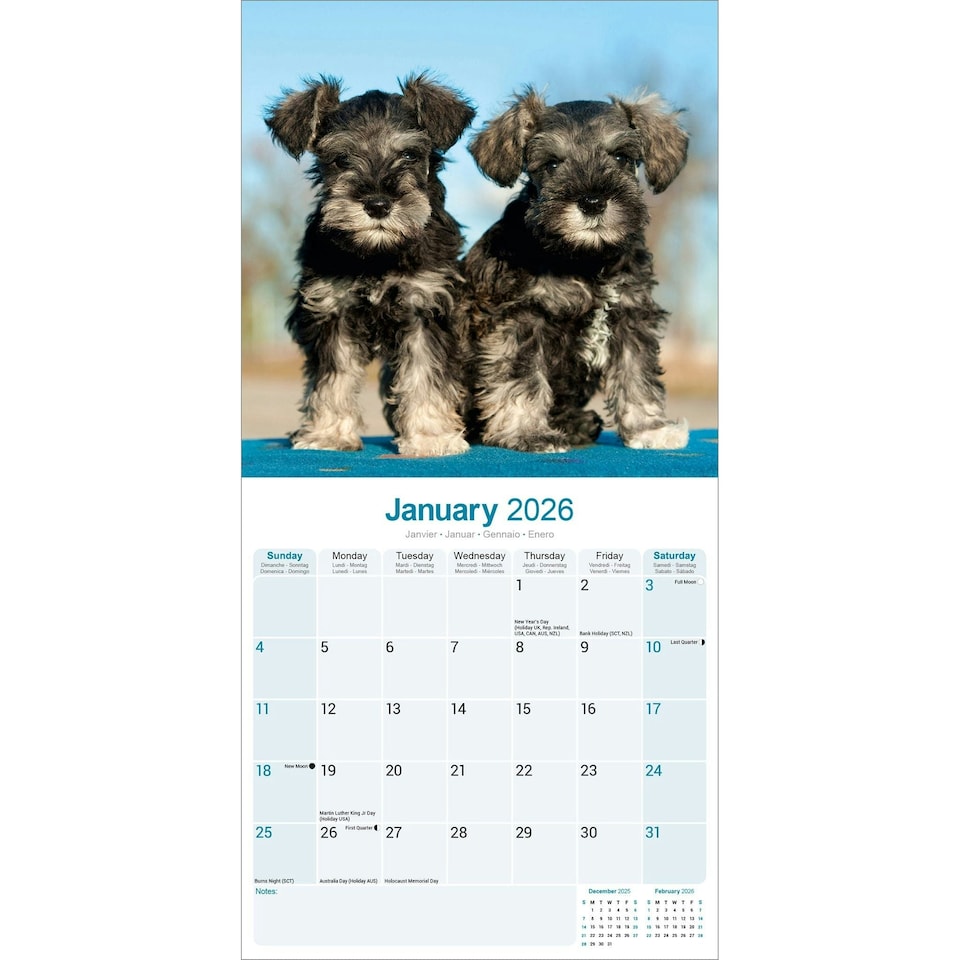 image 1 of Schnauzer 2026 Calendar | Square Wall Calendar | Dog Breed Gift | Plastic Free Packaging | by Avonside Publishing