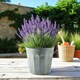 image 2 of White Wash Embossed Zinc Planter (H18 x W20cm) Silver