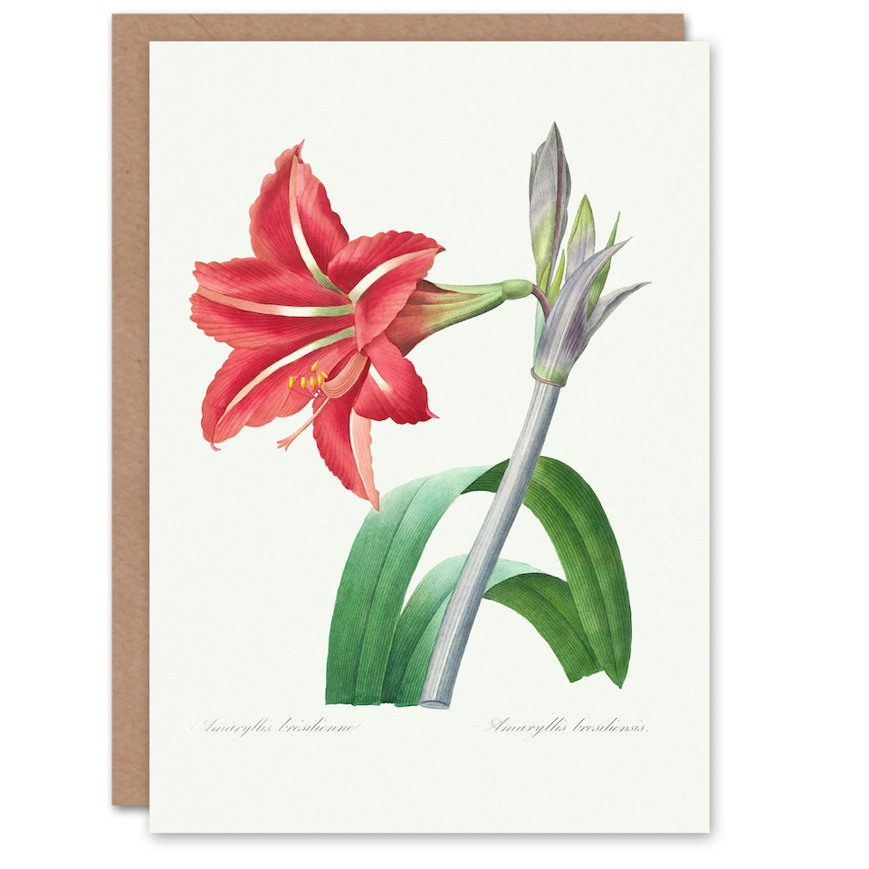 image 1 of Pierre-Joseph Redouté Art Card Brazilian Amaryllis Flower
