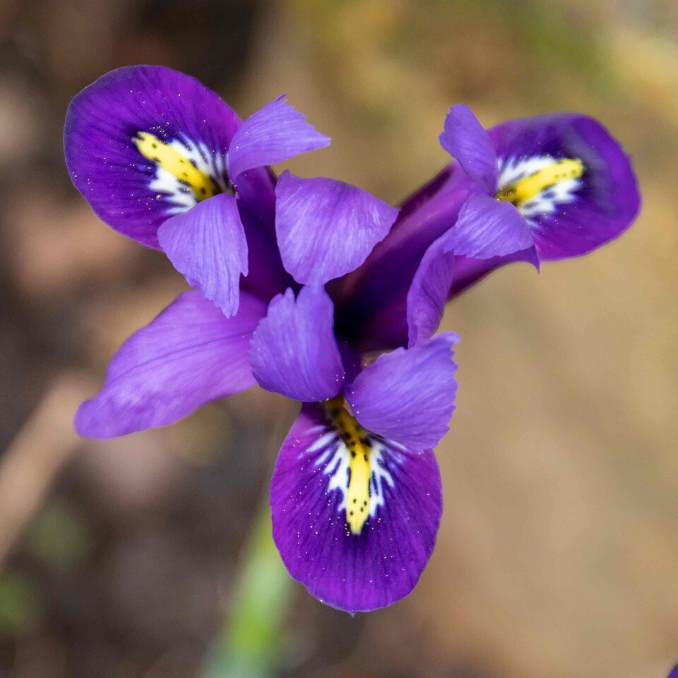 image 1 of Marshalls Garden Iris Bulbs 'Harmony' - 20 Bulbs, Early Spring Blue Flowers
