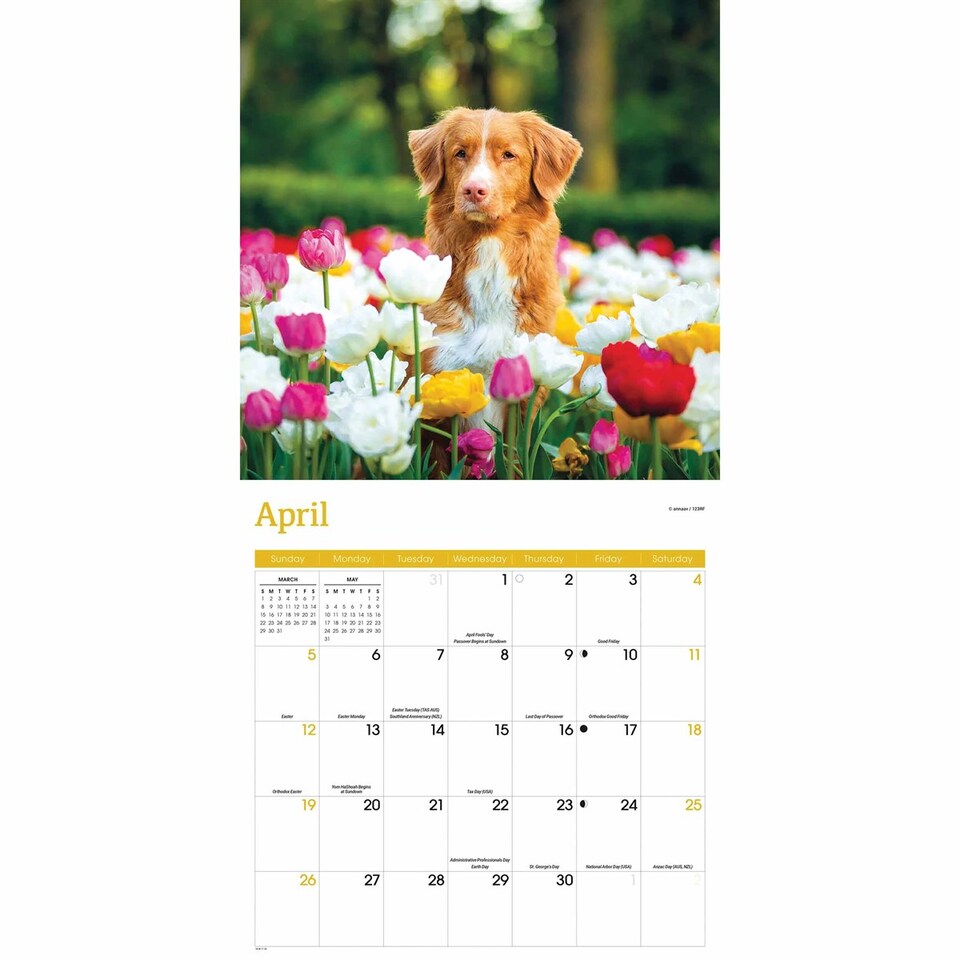 image 1 of Nova Scotia Duck Tolling Retriever Calendar 2026, Wall Calendars, Month To View, Dogs, Gift