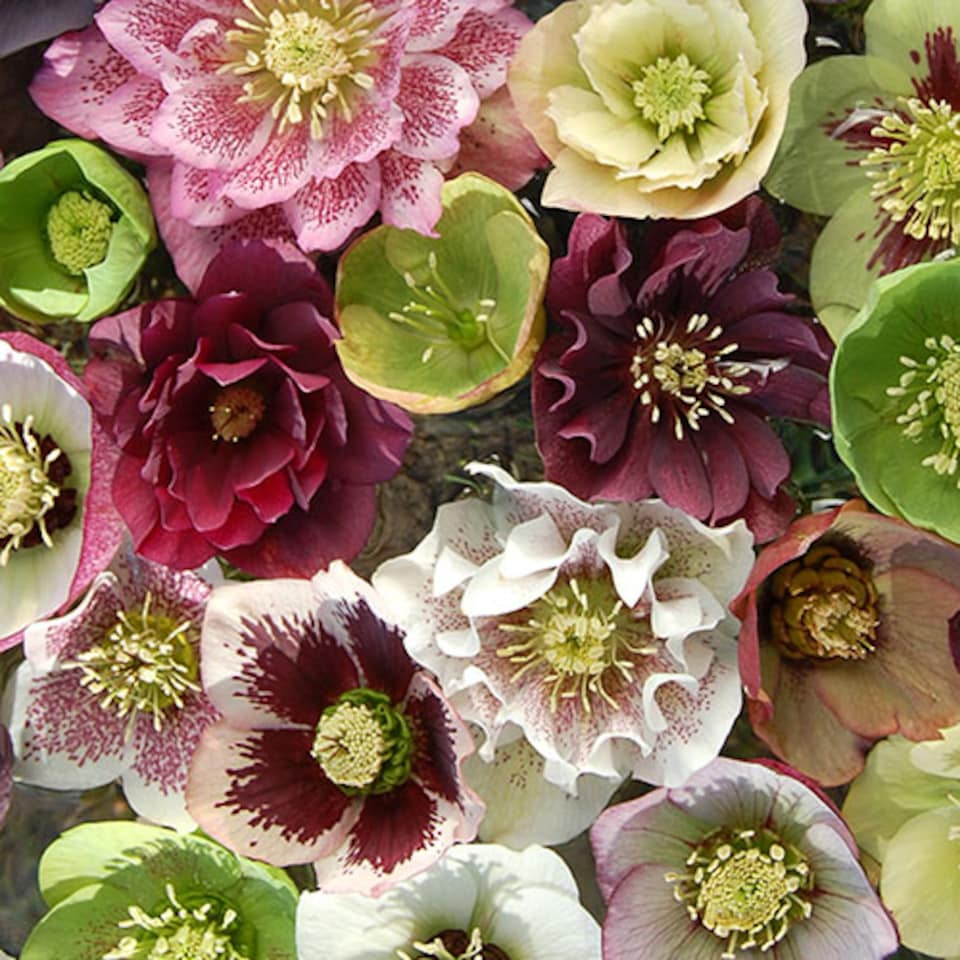 image 1 of YouGarden Hellebore 'Double Queen', Set of 6 Mixed Plug Plants, Winter and Spring Flowering, Ready to Pot or Plant Out