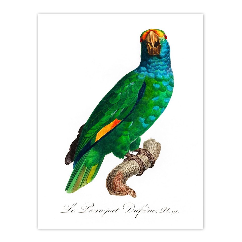 image 1 of Francois Levaillant Framed Wall Art The Blue Cheeked Amazon Parrot Home Décor