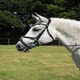 image 2 of Rhinegold Anatomic Mexican Bridle Brown | Size: Pony
Colour: H.Brown