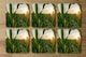 image 2 of corn and sun close up (Coaster)