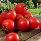 image 2 of Carbeth Plants Tomato Tumbling Tom Red Vegetable Plant - 1 litre Pot - Easy Grow Kitchen Garden