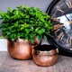 image 4 of Hammered Bowl Planter - Iron - L19 x W19 x H14 cm - Copper | Copper
