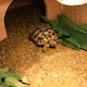 image 6 of Actiaspet - Wooden Reptile House with Run and Lamp Arm | 820 x 410 x 200 mm