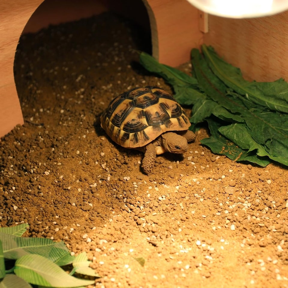 image 1 of Actiaspet - Wooden Reptile House with Run and Lamp Arm | 820 x 410 x 200 mm