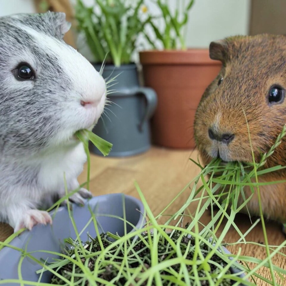 image 1 of Guinea Pig Wheat Grass Hordeum in 13cm Pot - Natural Forage Treat & Enrichment Plant - Edible Grass for Guinea Pigs & Small Pets