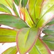 image 2 of Artificial 100cm Potted Dracaena Tropical Plant
