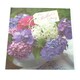 image 1 of 3D Holographic Beautiful - On Mother's Day - Mother's Day Greetings Card