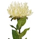 image 2 of Protea Lorea (Single Stem Flower) - Plastic - Height 73 cm - Cream