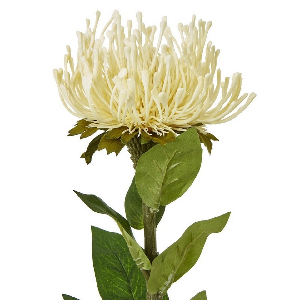 image 1 of Protea Lorea (Single Stem Flower) - Plastic - Height 73 cm - Cream