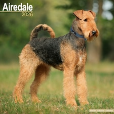Airedale 2026 Calendar | Square Wall Calendar | Dog Breed Gift | Plastic Free Packaging | by Avonside Publishing