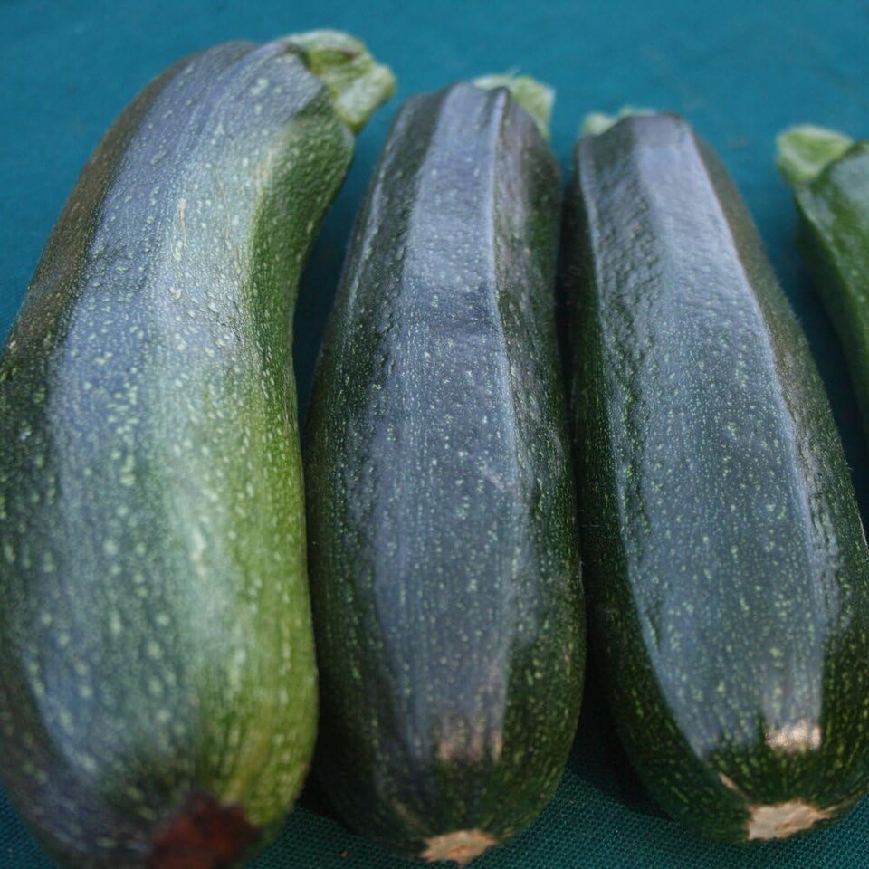 Courgette Defender F1 Hybrid 1 Seed Packet (12 Seeds) - Tesco Groceries