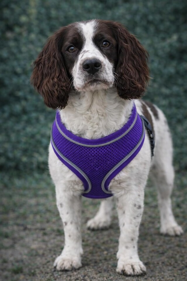 image 1 of No-Pull Dog Harness – Reflective Adjustable Mesh Vest for Dogs – Lightweight, Padded & Breathable – Easy Fit for Walking or Training – Multiple Sizes & Colours