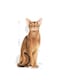 image 3 of Royal Canin Protein Exigent 2KG