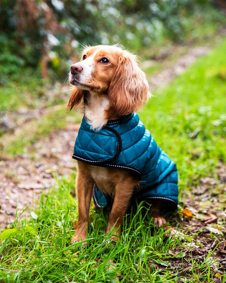 image 1 of Henry Wag Teal Quilted Dog Jacket, Let Your Dog Step Out In Style, Size Large (55cm) | Green | Teal | 1
