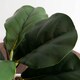 image 3 of 38cm Potted Artificial Fiddle Fig Plant