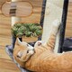 image 5 of Yaheetech 175 cm Plush Cat Tower with Condos Black