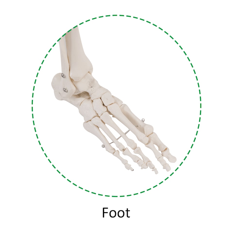 180 CM Life Size Human Skeleton Model for Anatomy - Tesco Groceries
