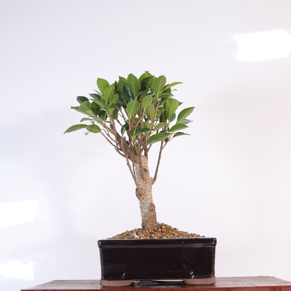 image 1 of Yorkshire Bonsai Ficus Microcarpa (Banyan Fig) Indoor Bonsai Tree Broom In 16cm Pot