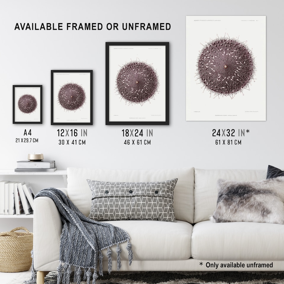 image 1 of Sea Urchin Marine Life Illustration Albert I Huge Wall Art Poster Print 24X32"