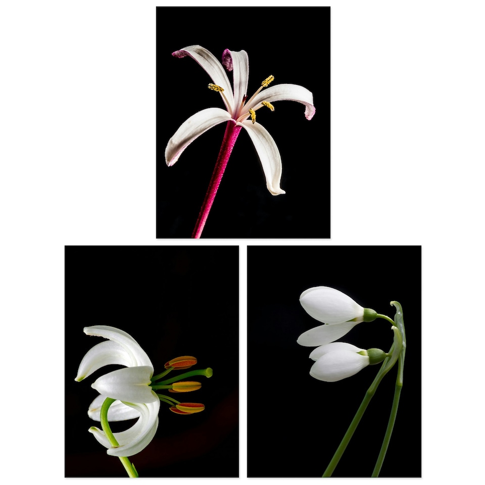 image 1 of Set of 3 Macro Photo Flower Bloom Petal Anther Stem Photography Black Wall Art Prints 12x16 Inch