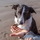 image 4 of Pero Natural Dog Treats - Dried Sprats 1kg | Grey | 1kg | Dried Sprats | 1