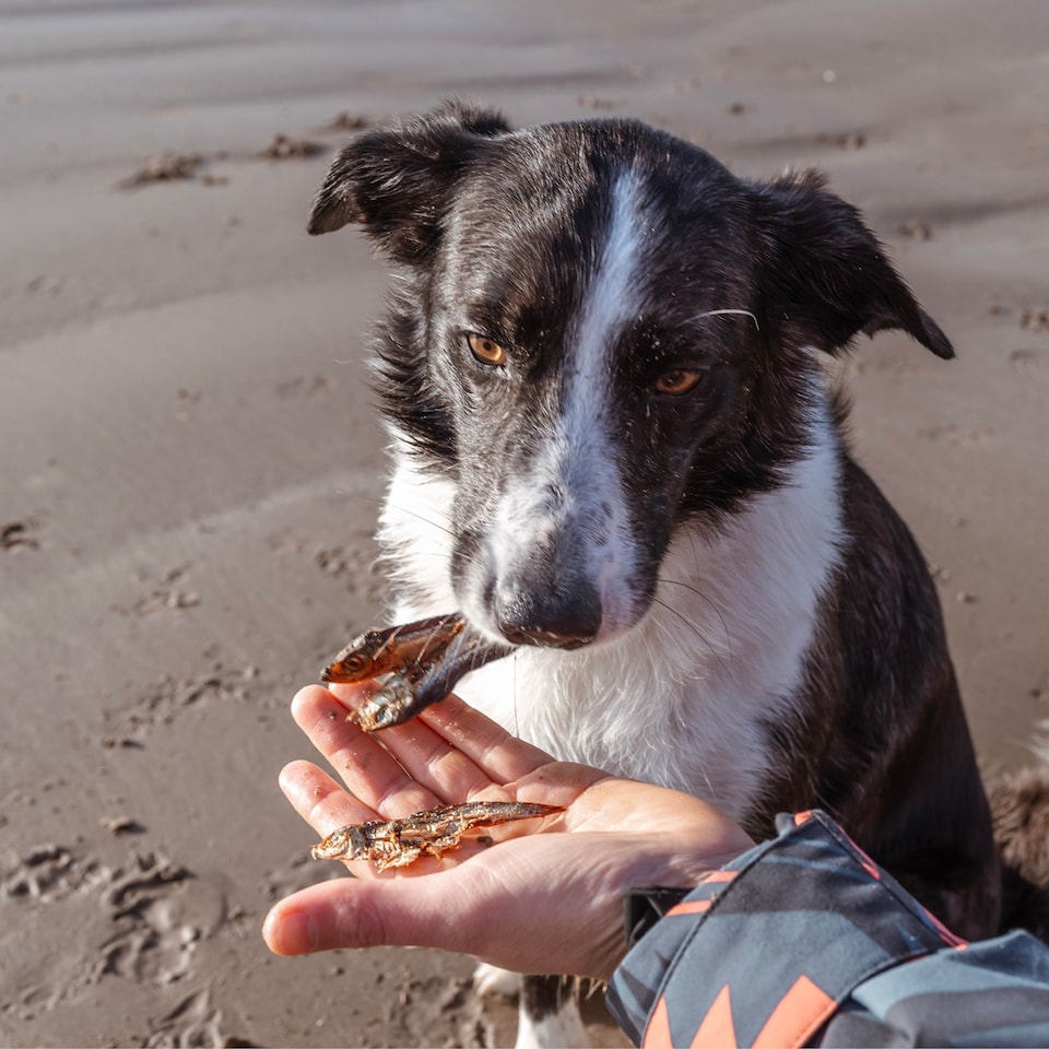 image 1 of Pero Natural Dog Treats - Dried Sprats 1kg | Grey | 1kg | Dried Sprats | 1