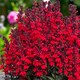 image 2 of Carbeth Plants Lobelia Speciosa Mix Starship Deep Scarlet 3 x 9cm Pot in 9cm Pot - Hardy Perennial Garden Plants