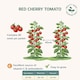 image 2 of Fothergills Premium Tomato Seeds - Red Cherry