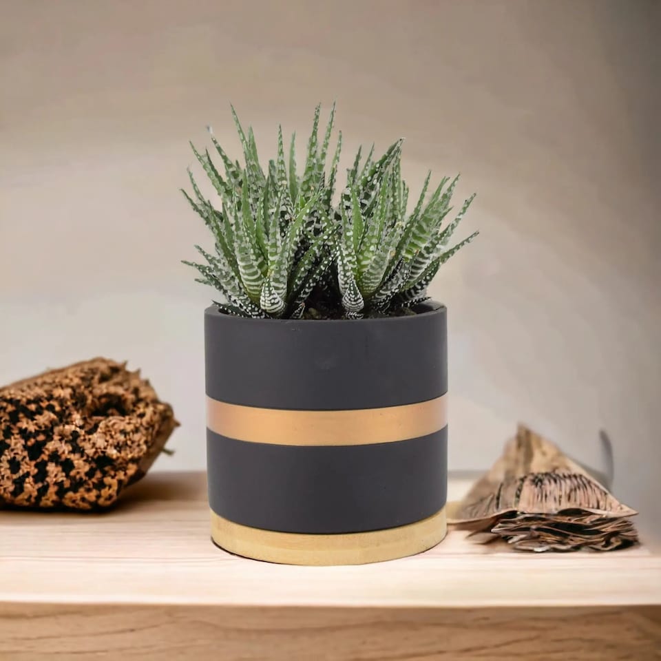 Haworthia Fasciata Big Band 10.5cm Pot | Easy-Care Indoor Succulent